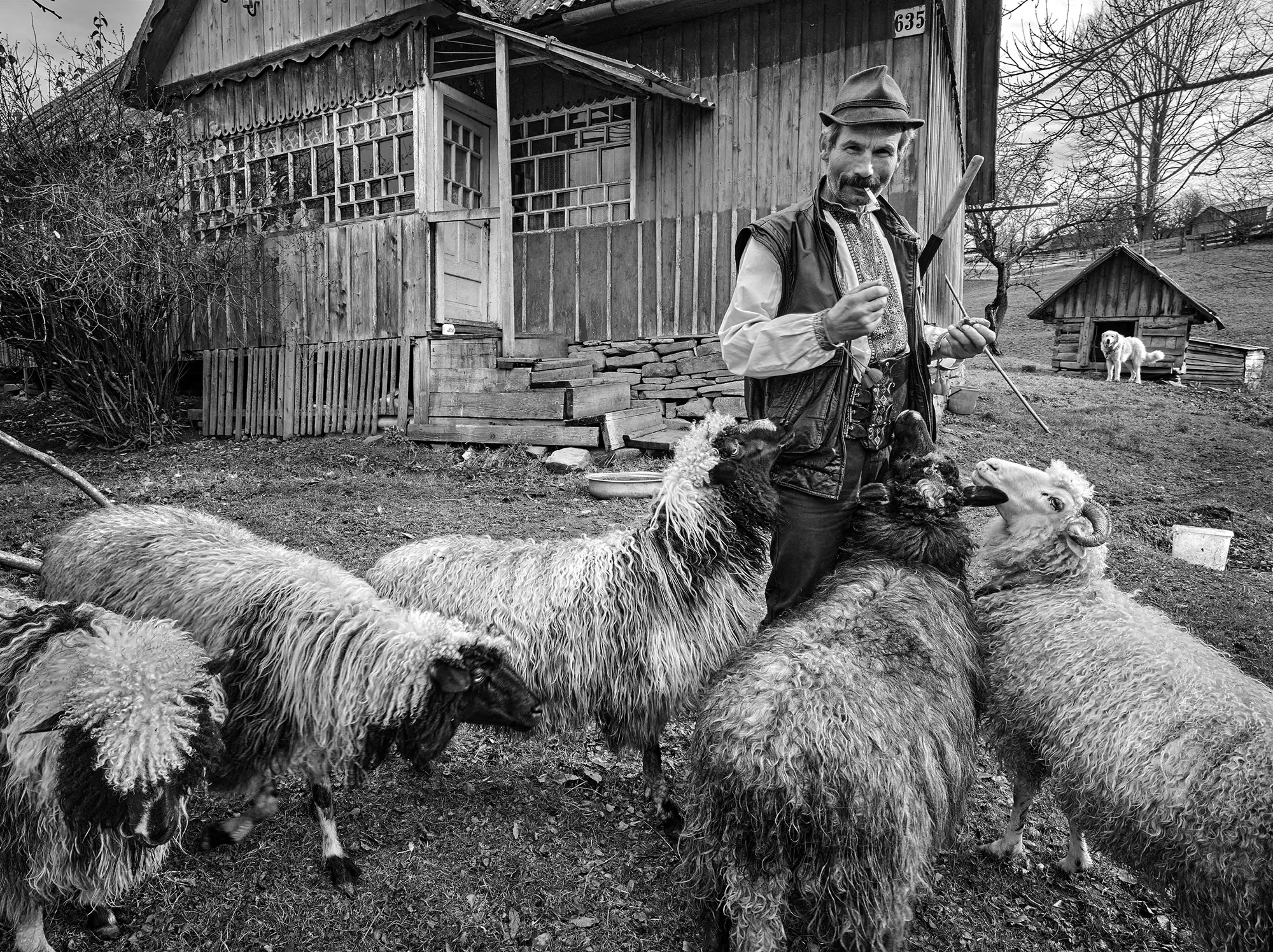 Високогірні жителі Українських Карпат — фото 08, фотограф Михайло Дорогович