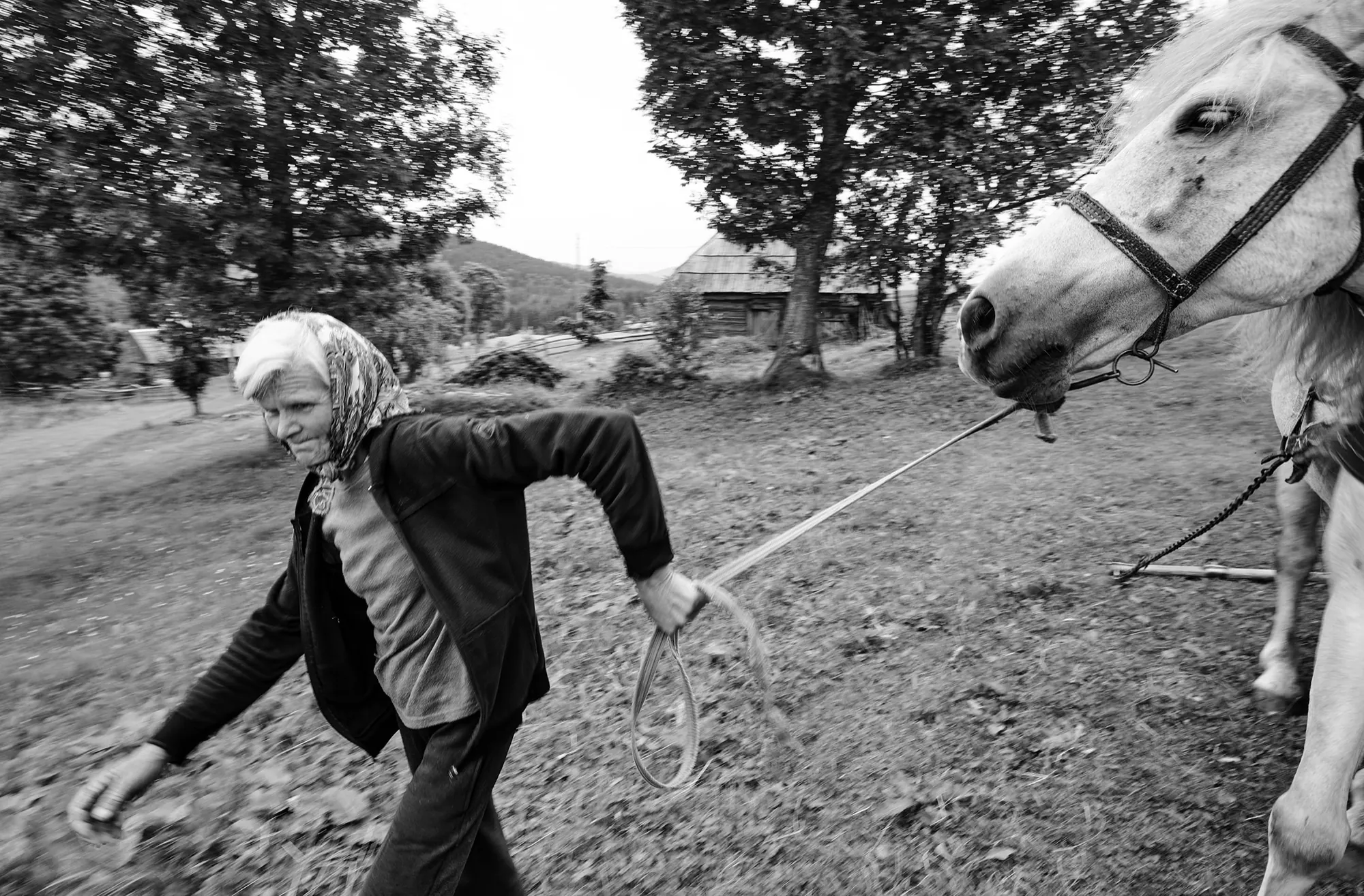 Високогірні жителі Українських Карпат — фото 15, фотограф Михайло Дорогович